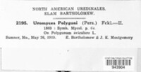 Uromyces polygoni-avicularis image